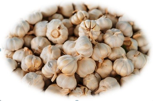Home sithumina-garlic